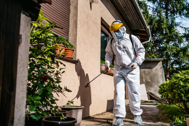Best Wasp Removal Services  in Vley Grande, AL