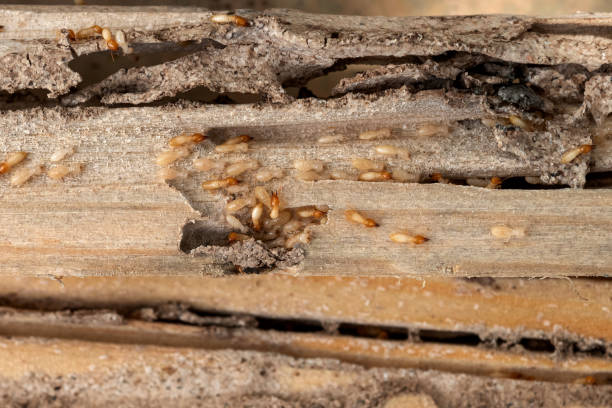 Best Ant Control Services  in Vley Grande, AL