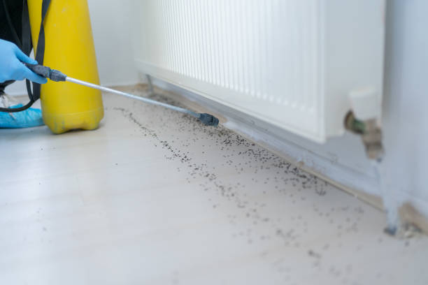 Best Best Pest Control Companies  in Vley Grande, AL